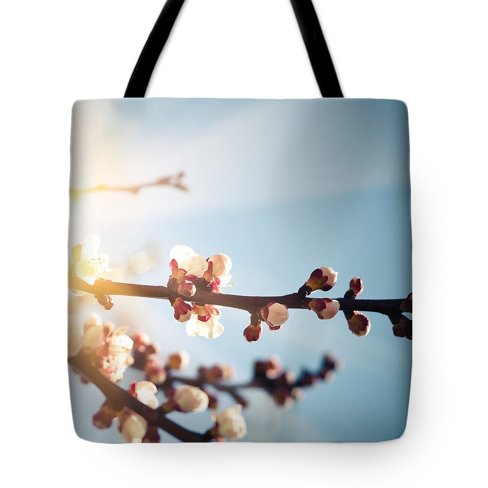 Apricot Tote Bag featuring the photograph Apricot Blossoms Flower On Wild Spring by Franckreporter