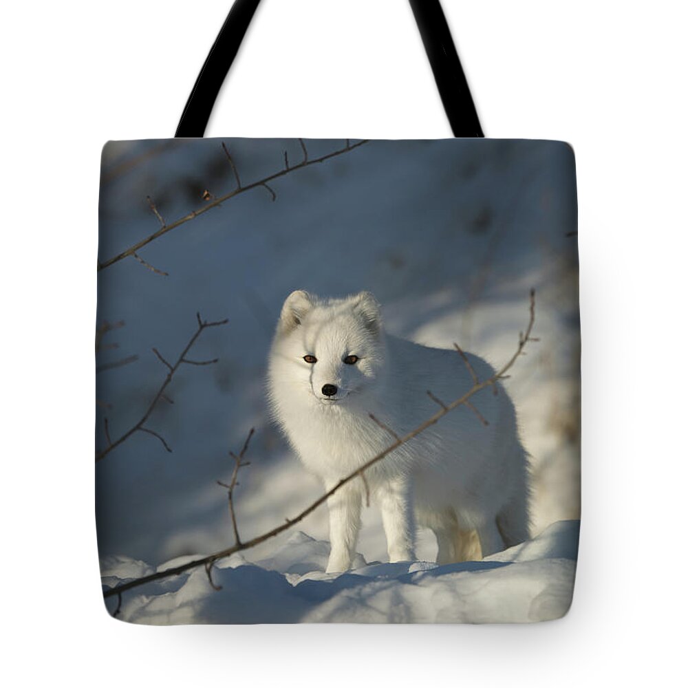 Shadow Tote Bag featuring the photograph Arctic Fox Alopex Lagopus In White Phase by Mark Newman