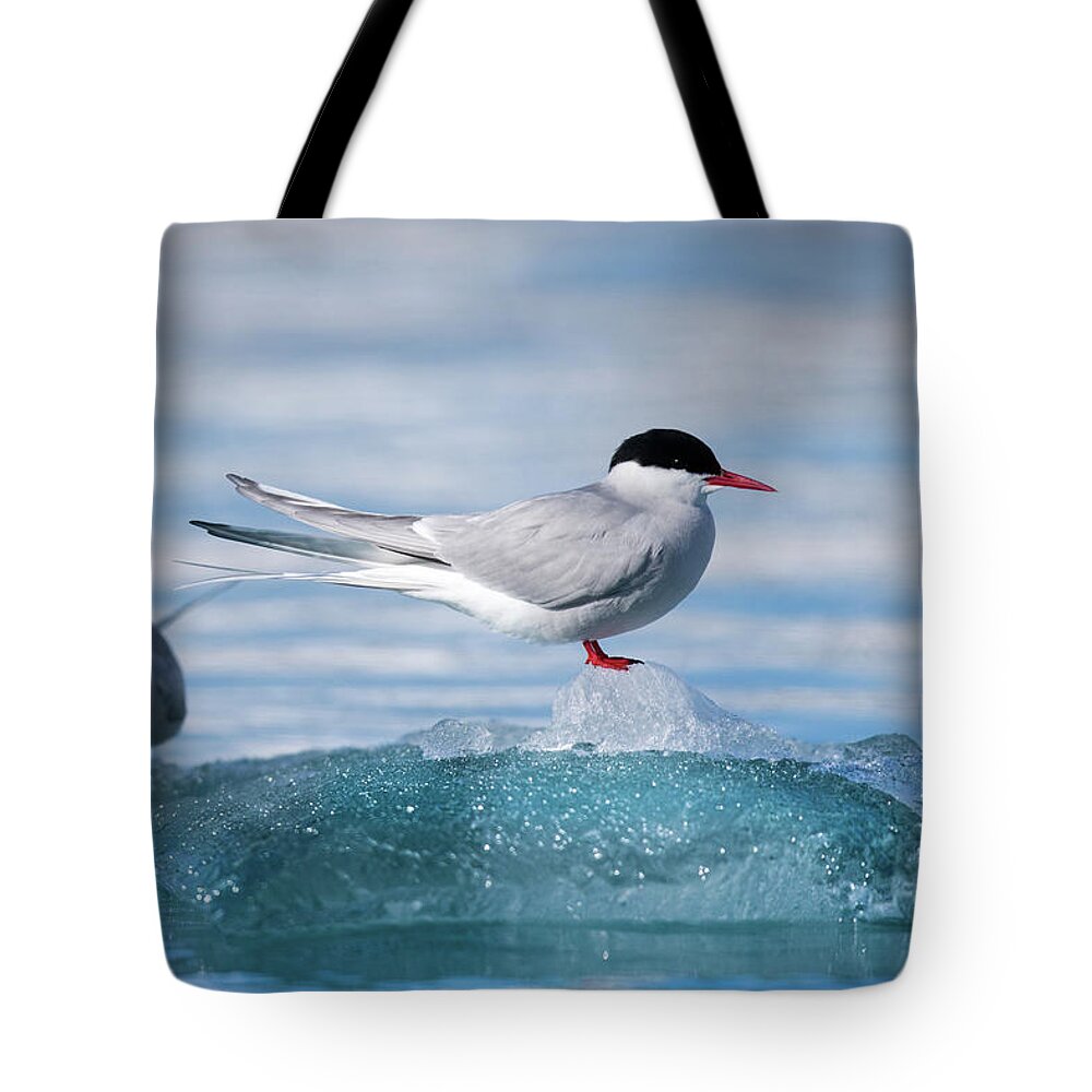Cold Temperature Tote Bag featuring the photograph Arctic Tern Pair by Peter Orr Photography
