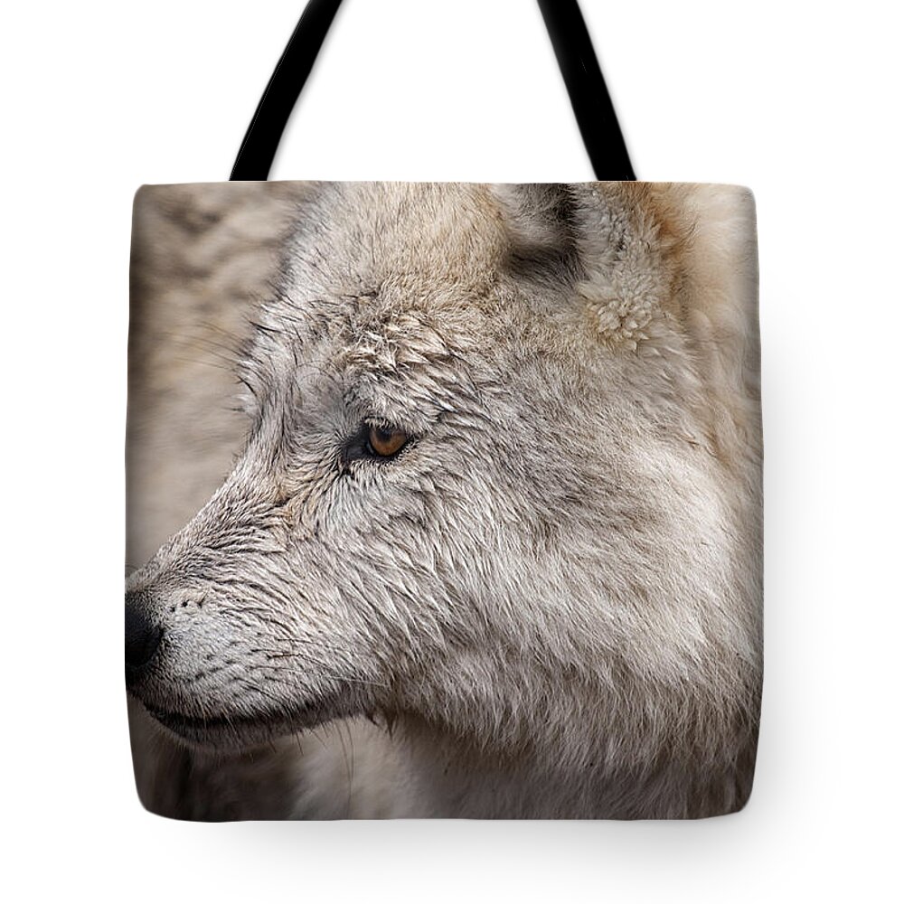 Wolf Tote Bag featuring the photograph Arctic Wolf by Eunice Gibb