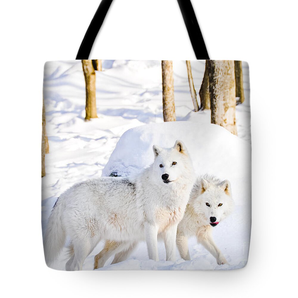 Arctic Wolves Tote Bag featuring the photograph Arctic Wolves by Cheryl Baxter