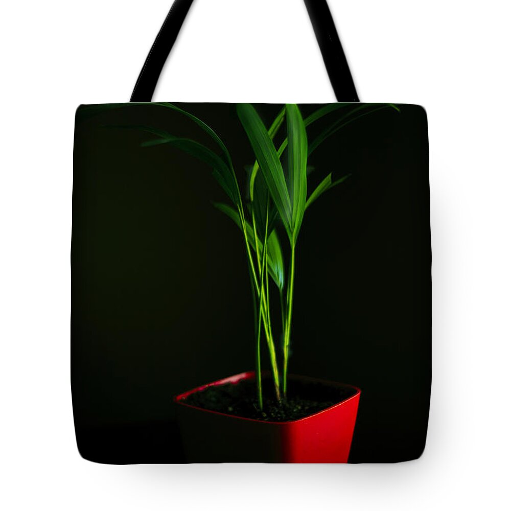 Areca Palm Tote Bag featuring the photograph Areca Palm by Richard J Thompson 