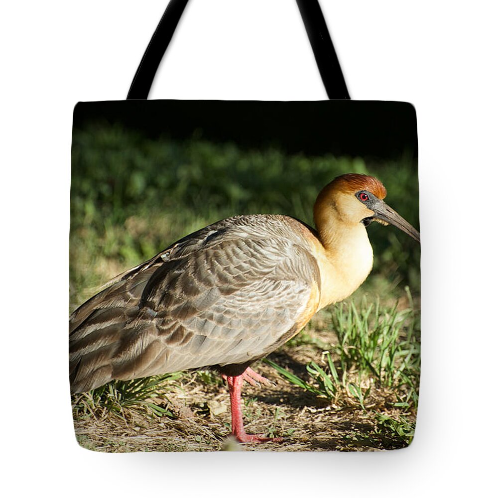 Photograph Tote Bag featuring the photograph Argentinian Bird by Richard Gehlbach