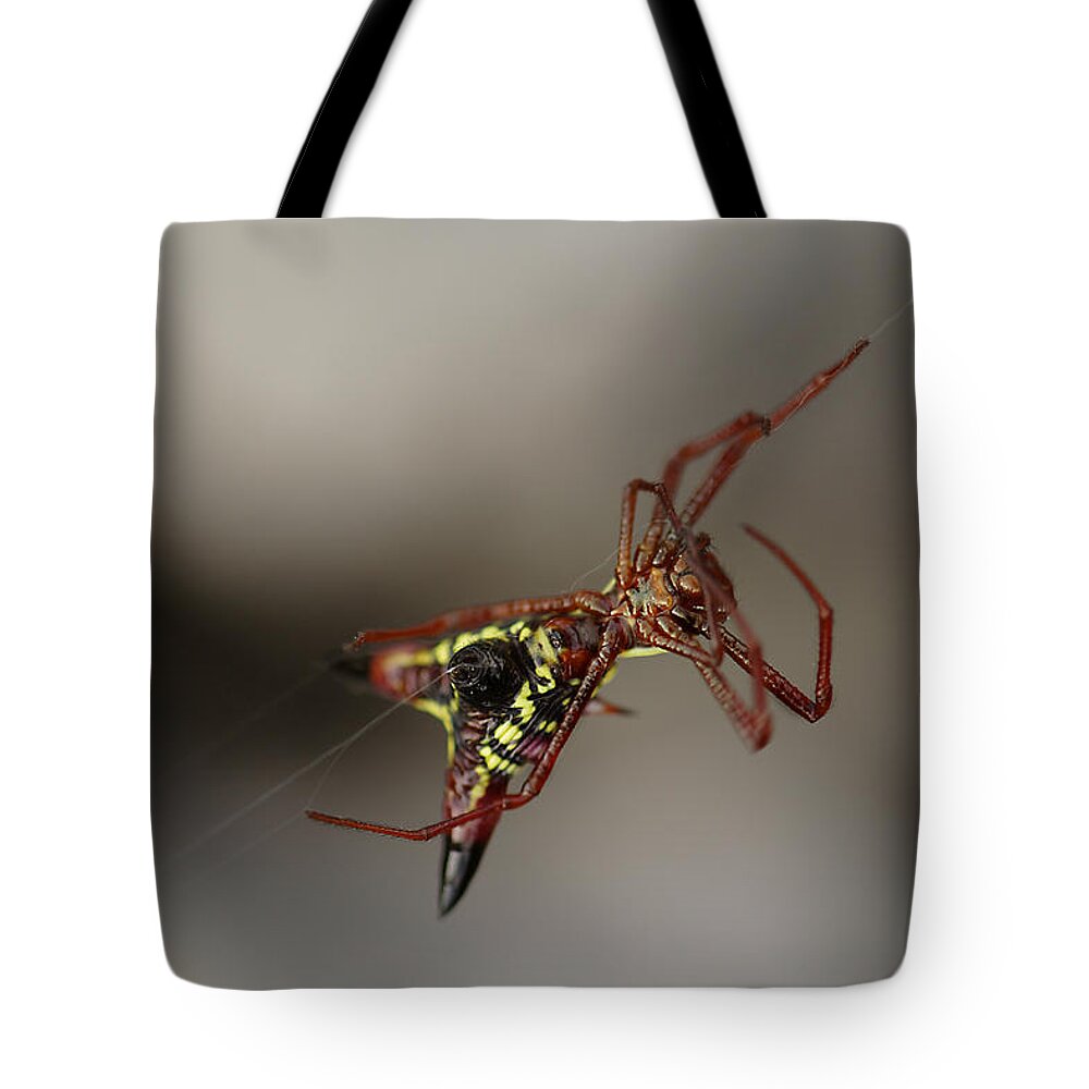 Arrow-shaped Micrathena Spider Starting A Web Tote Bag featuring the photograph Arrow-Shaped Micrathena Spider Starting A Web by Daniel Reed
