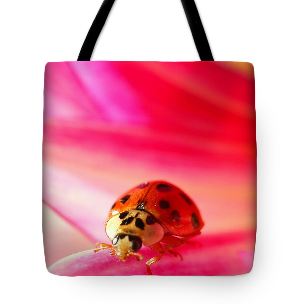 Red Tote Bag featuring the photograph Asian Lady Beetle 2 by Amanda Mohler
