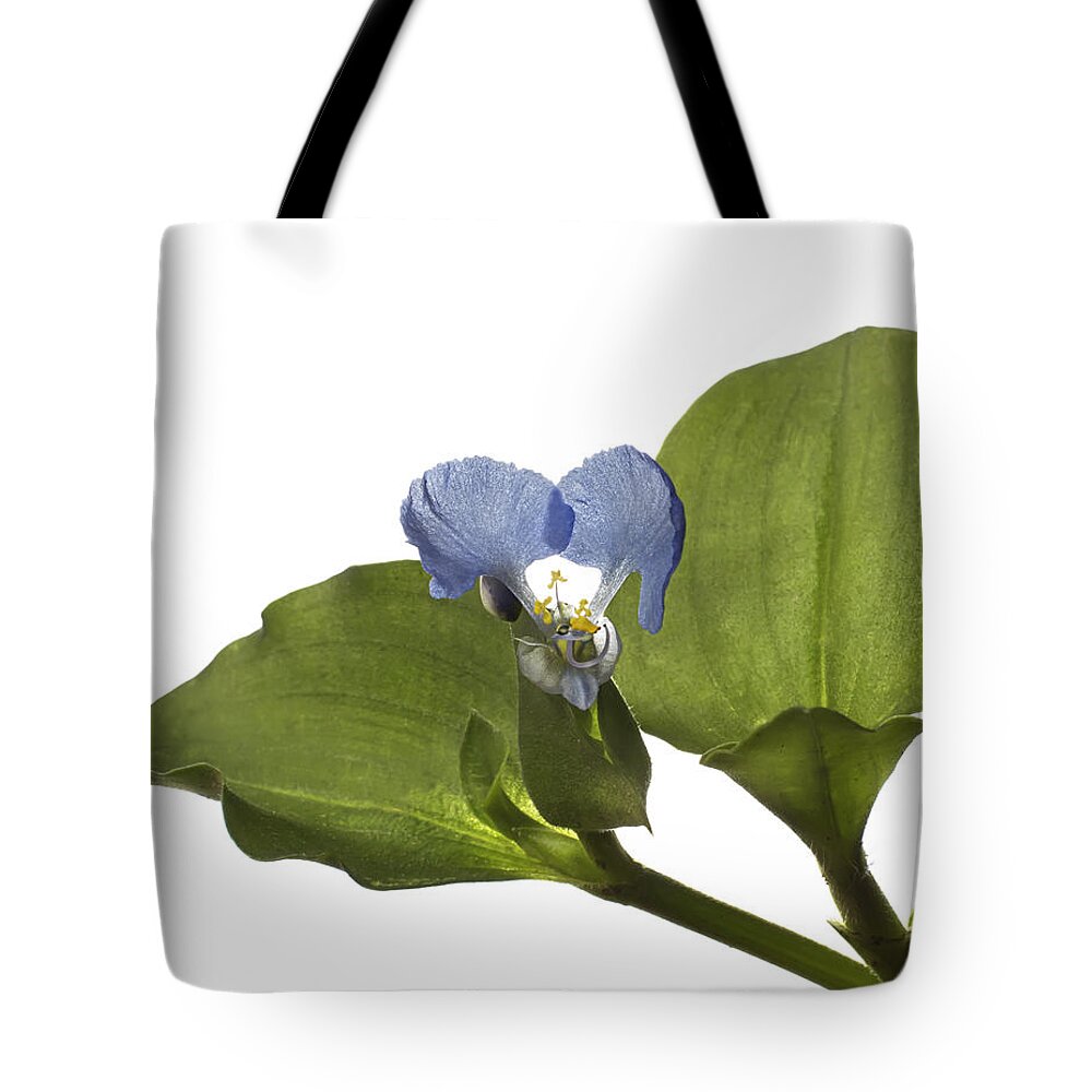Flower Tote Bag featuring the photograph Asiatic Day Flower by Endre Balogh