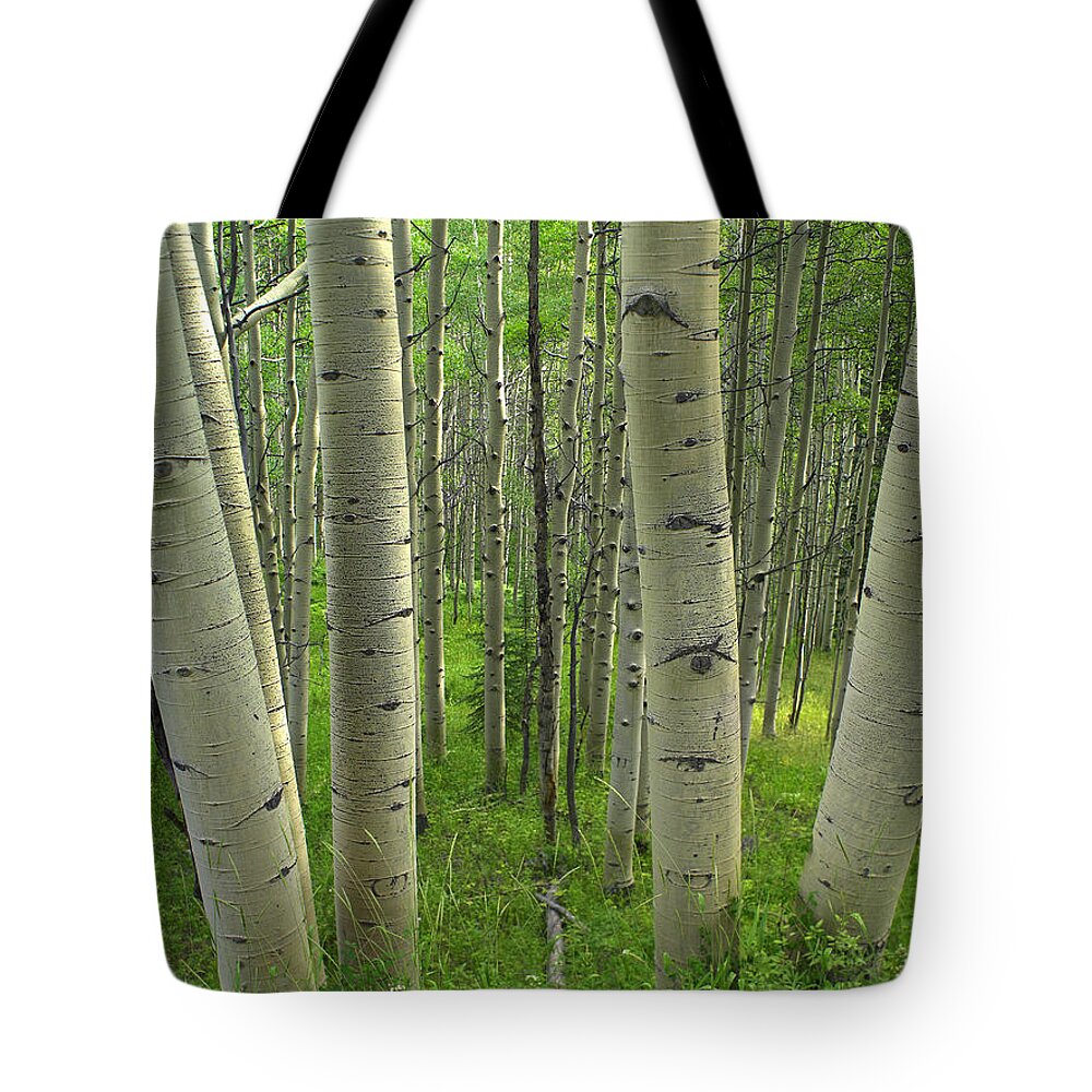 00176065 Tote Bag featuring the photograph Aspen Forest in Spring by Tim Fitzharris