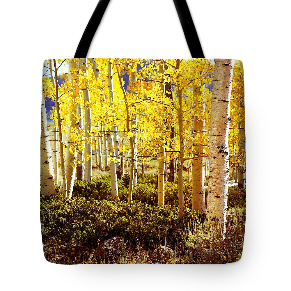 Aspens Tote Bag featuring the photograph Aspen Stand Boulder Utah X100 by Rich Franco