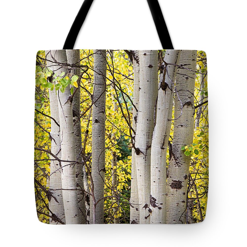 Aspen Tote Bag featuring the photograph Aspen Trees in Autumn Color Portrait View by James BO Insogna