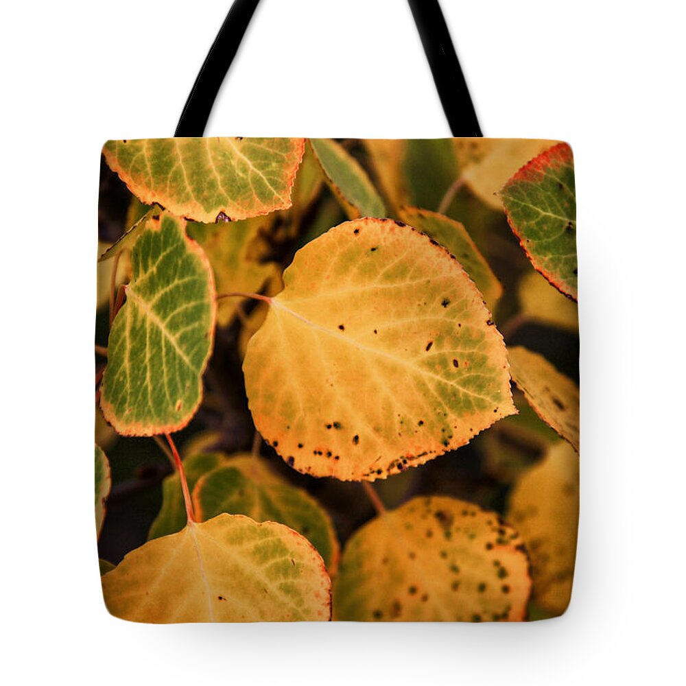 Aspen Leaves Tote Bag featuring the photograph Aspen Turning by Juli Ellen