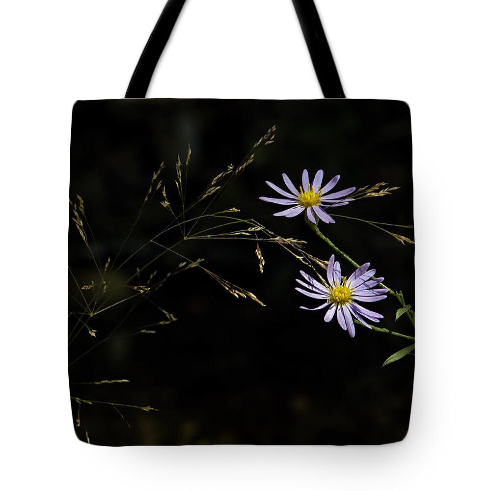 Asters Tote Bag featuring the photograph Asters in Woodland Light by Michael Dougherty