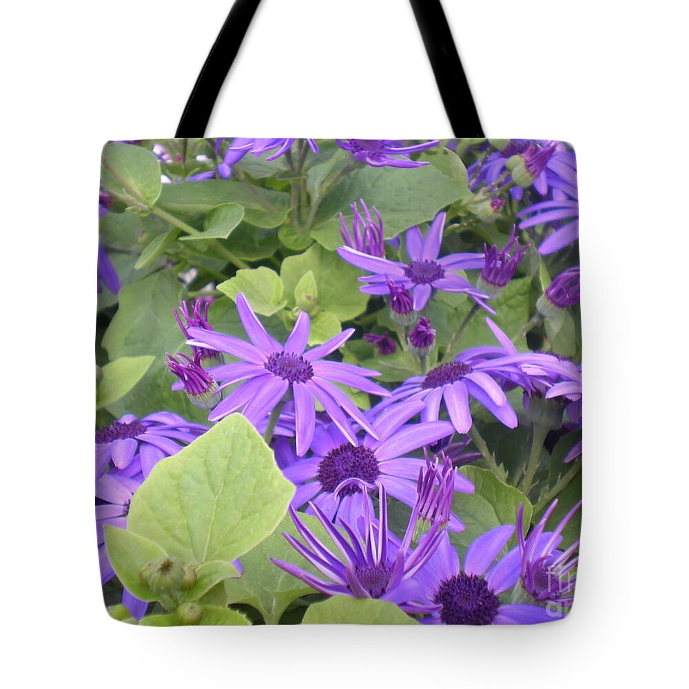 Purple Tote Bag featuring the photograph Asters by Kim Prowse