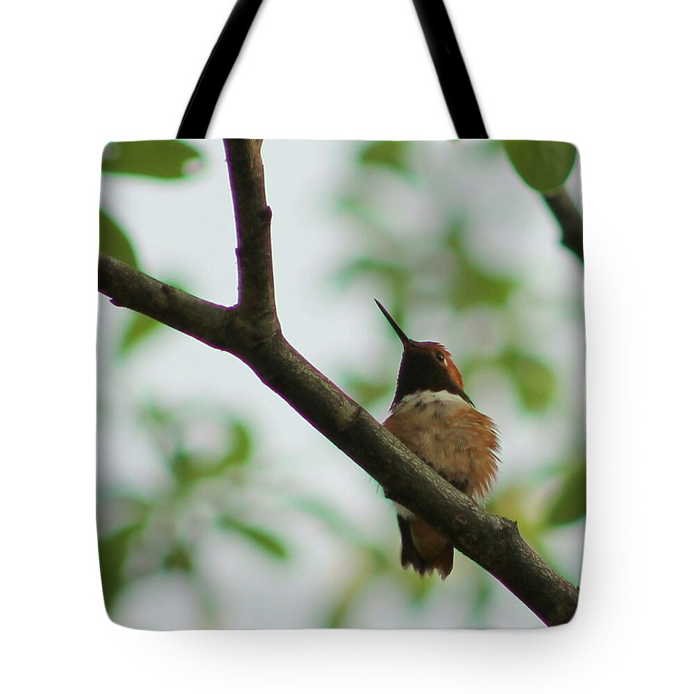 Hummingbird Tote Bag featuring the photograph At Rest by Leone Lund