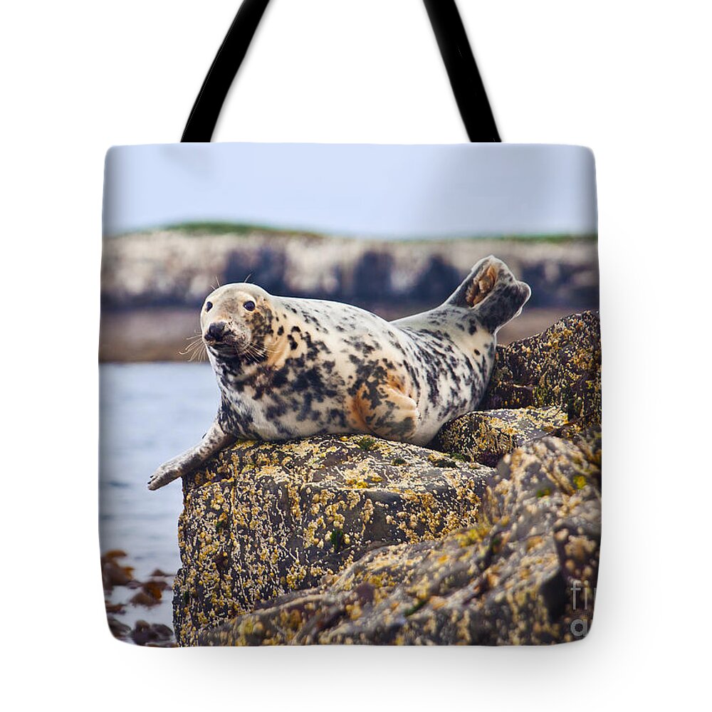 Seal Tote Bag featuring the photograph Atlantic Grey Seal Halichoerus grypus by Liz Leyden