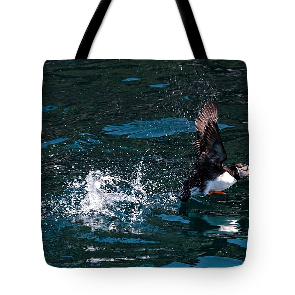 Atlantic Puffin Tote Bag featuring the photograph Atlantic Puffin Taking Off by Perla Copernik