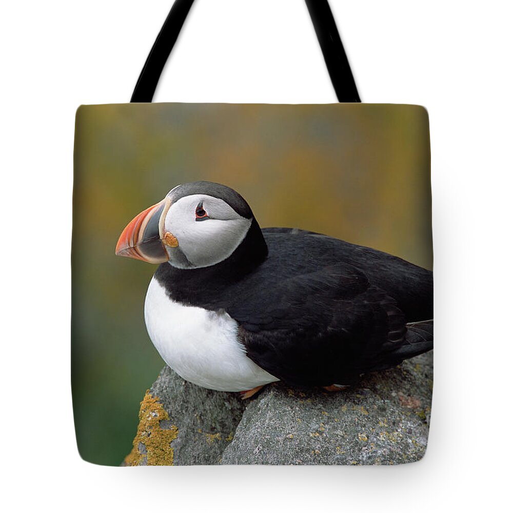 Mp Tote Bag featuring the photograph Atlantic Puffin In Breeding Colors #1 by Yva Momatiuk and John Eastcott