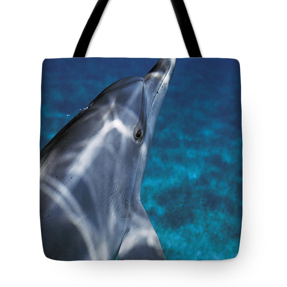 Feb0514 Tote Bag featuring the photograph Atlantic Spotted Dolphin Bahamas by Hiroya Minakuchi