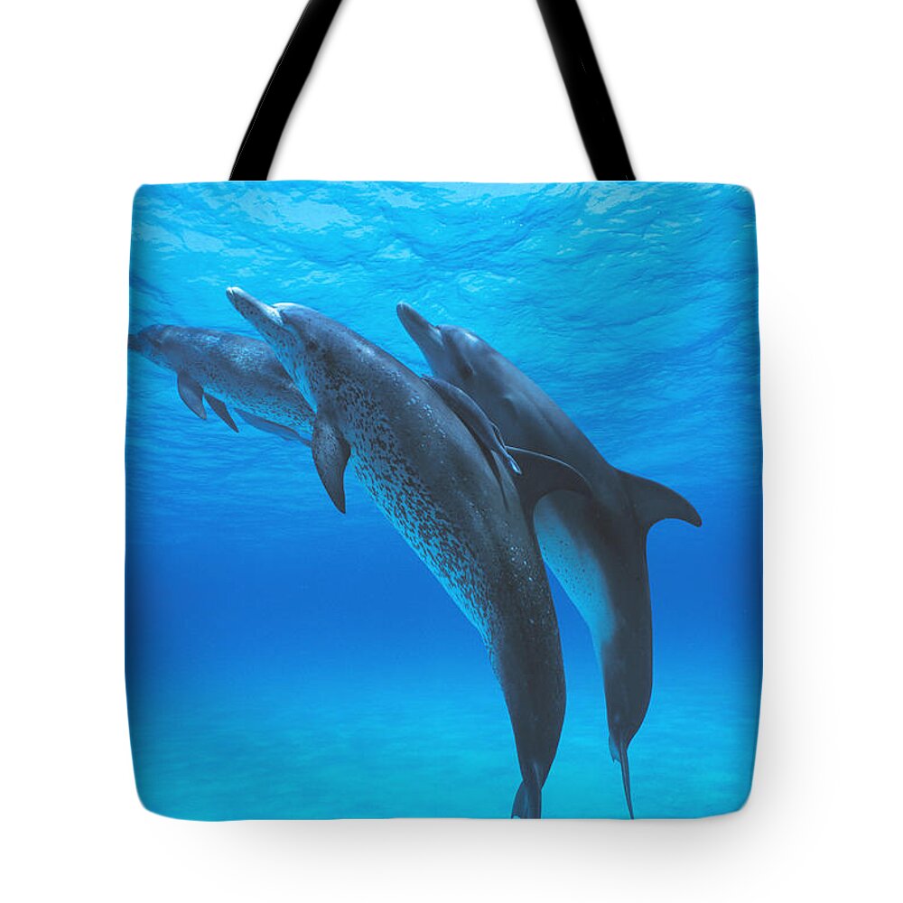 Feb0514 Tote Bag featuring the photograph Atlantic Spotted Dolphins With Remoras by Hiroya Minakuchi