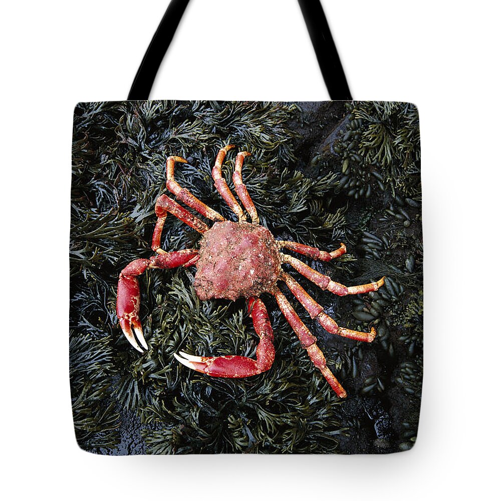 Feb0514 Tote Bag featuring the photograph Auckland Island Spider Crab Auckland by Tui De Roy