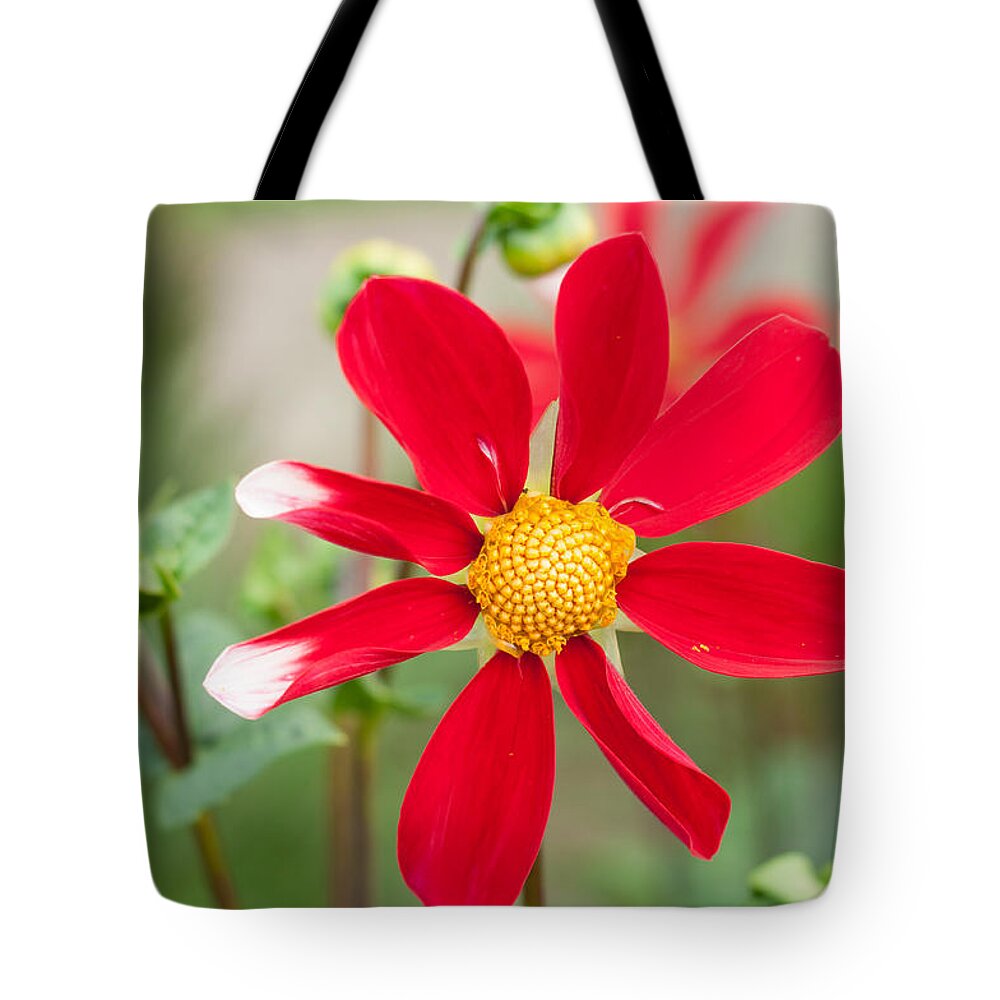 Miguel Tote Bag featuring the photograph August Summer Garden by Miguel Winterpacht