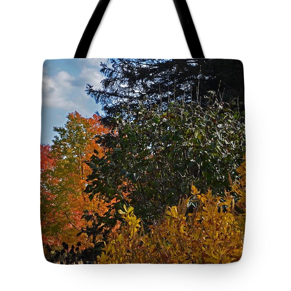 Trees Tote Bag featuring the photograph Autumn Beauty by Judy Wolinsky