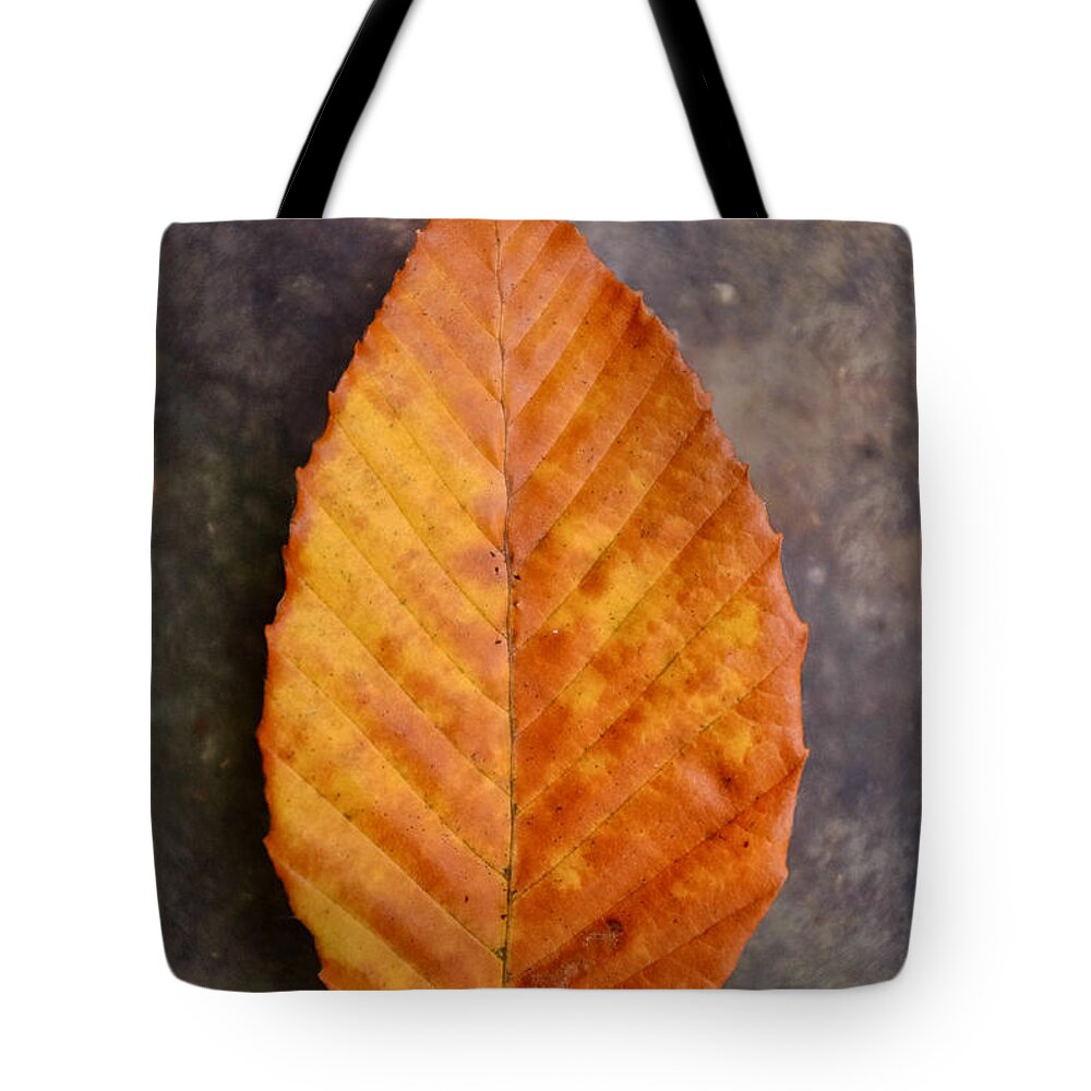 Autumn Tote Bag featuring the photograph Autumn Beech Leaf on Stone Three by Chris Bordeleau