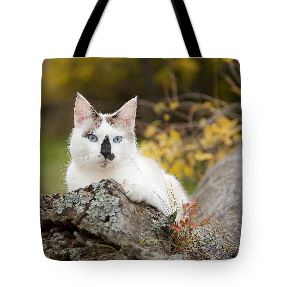 Autumn Tote Bag featuring the photograph Autumn Cat by Theresa Tahara
