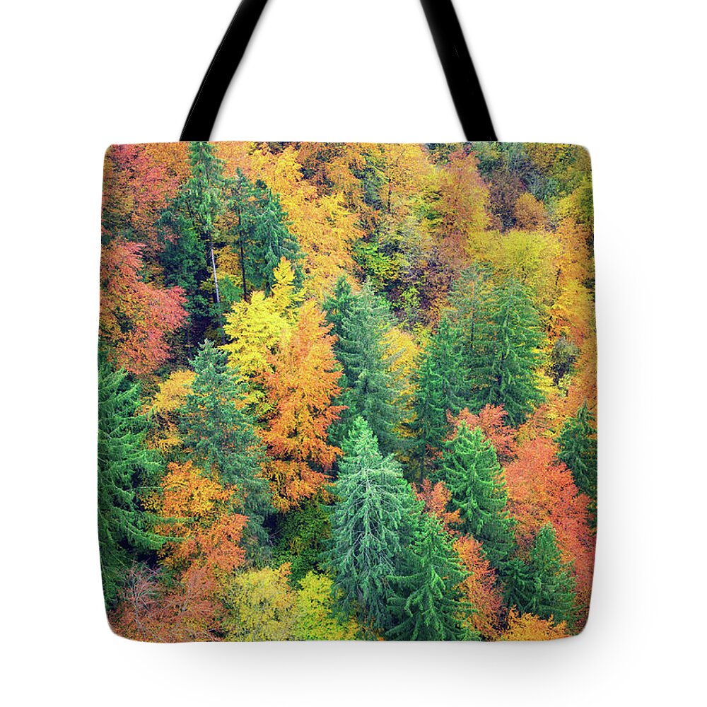 Viewpoint Tote Bag featuring the photograph Autumn Forest by Borchee