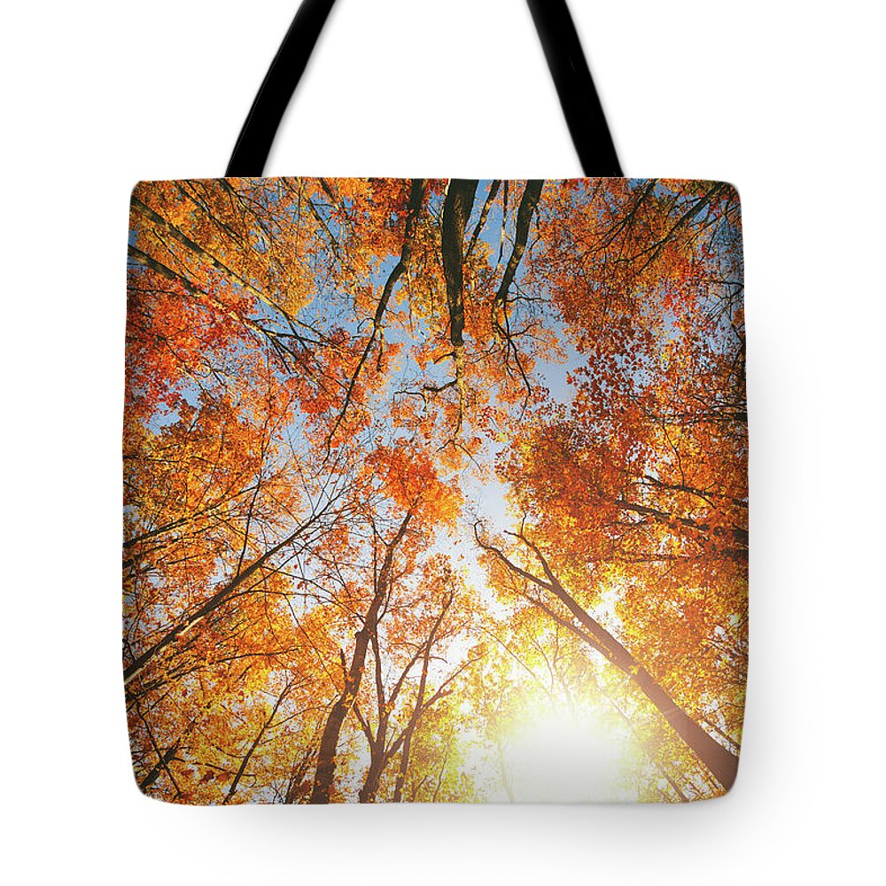 Orange Color Tote Bag featuring the photograph Autumn Forest by Moreiso