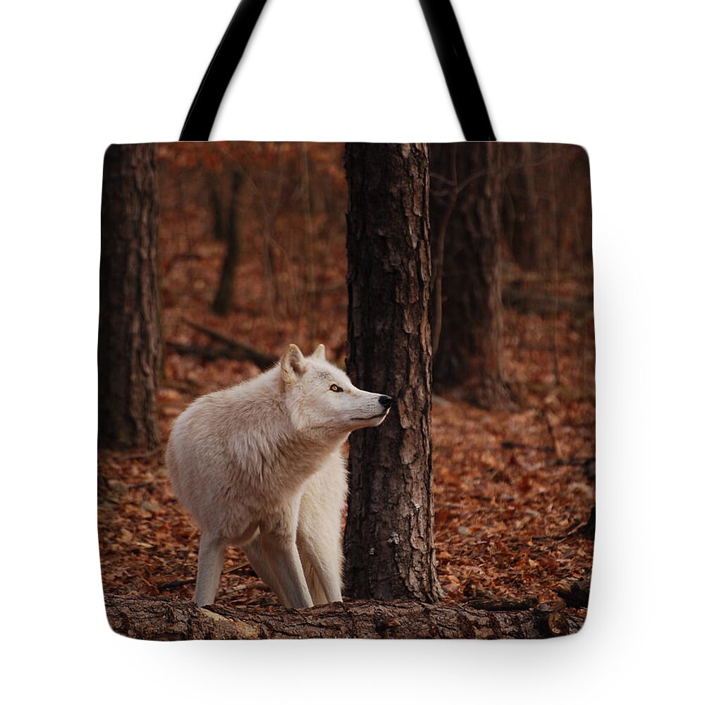 Wolf Tote Bag featuring the photograph Autumn Gaze by Lori Tambakis