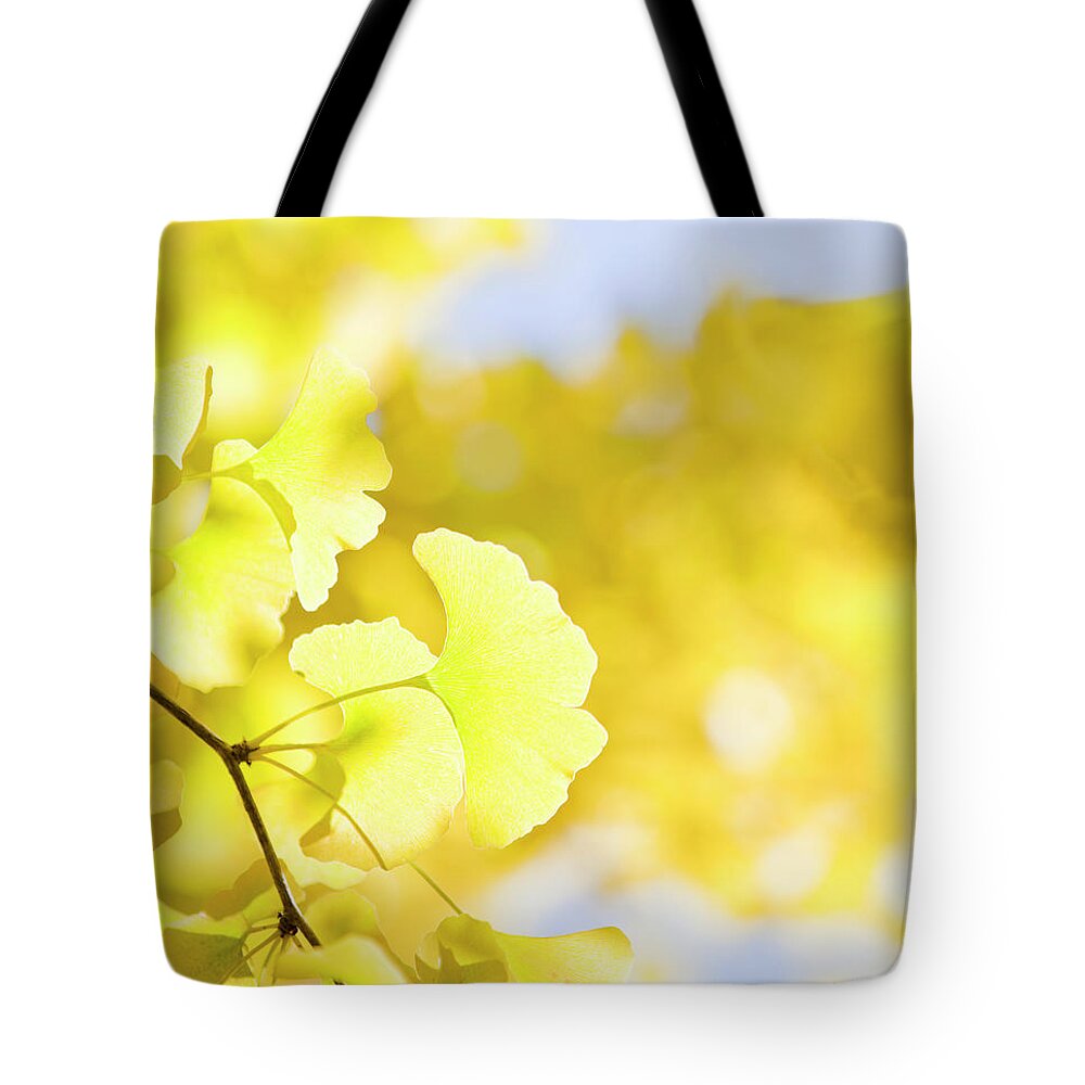 Ginkgo Tree Tote Bag featuring the photograph Autumn Ginkgo Leaves by Ooyoo