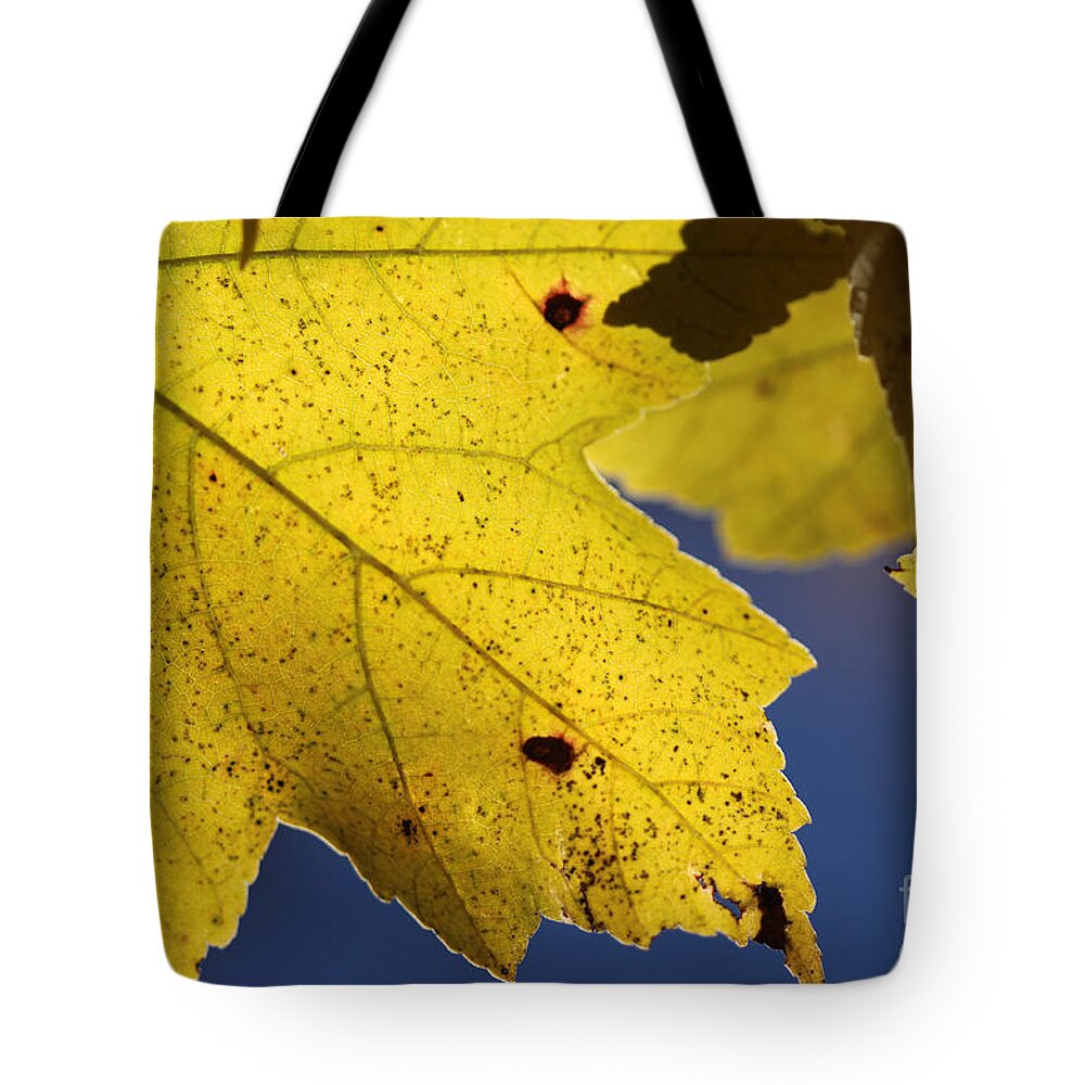 Nature Tote Bag featuring the photograph Autumn No. 1 by Todd Blanchard