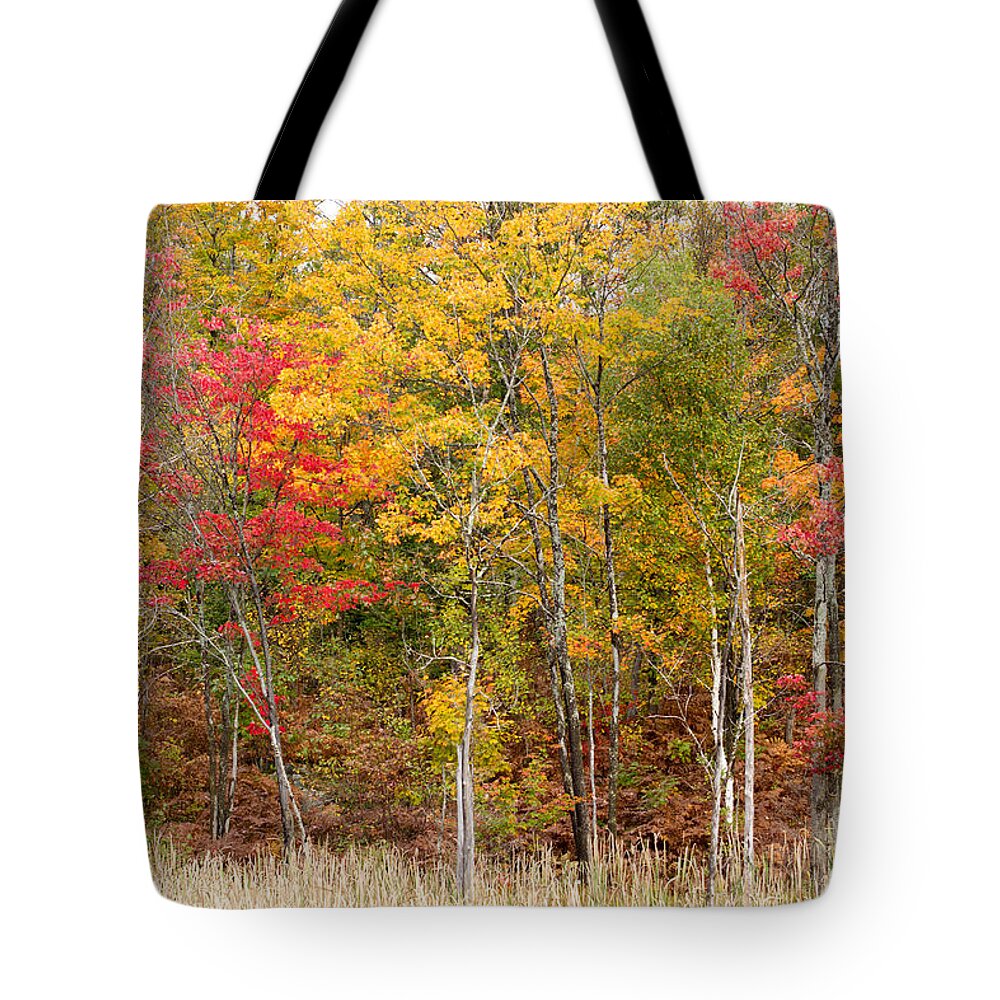 Autumn Tote Bag featuring the photograph Autumn in Muskoka by Les Palenik