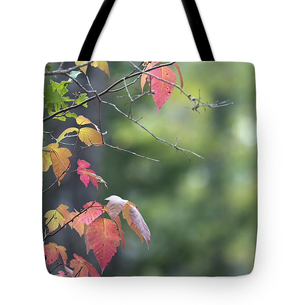 Ivy Tote Bag featuring the photograph Autumn Ivy 2 by Mark McKinney