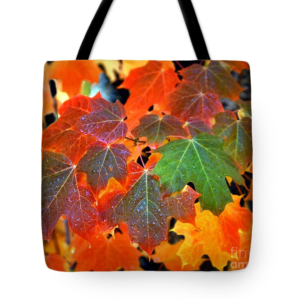 Autumn Leaf Progression Tote Bag featuring the photograph Autumn Leaf Progression by Patrick Witz
