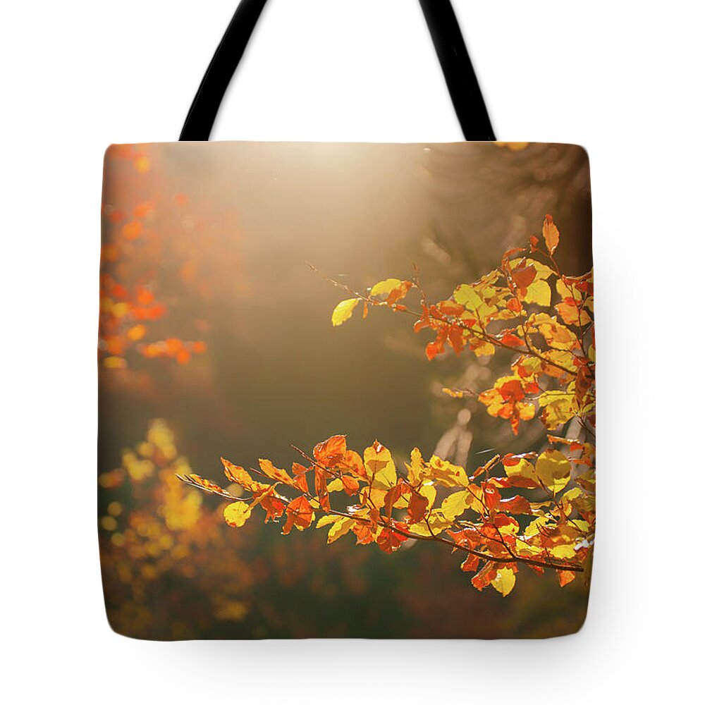 Tranquility Tote Bag featuring the photograph Autumn Leaves by Jill Ferry