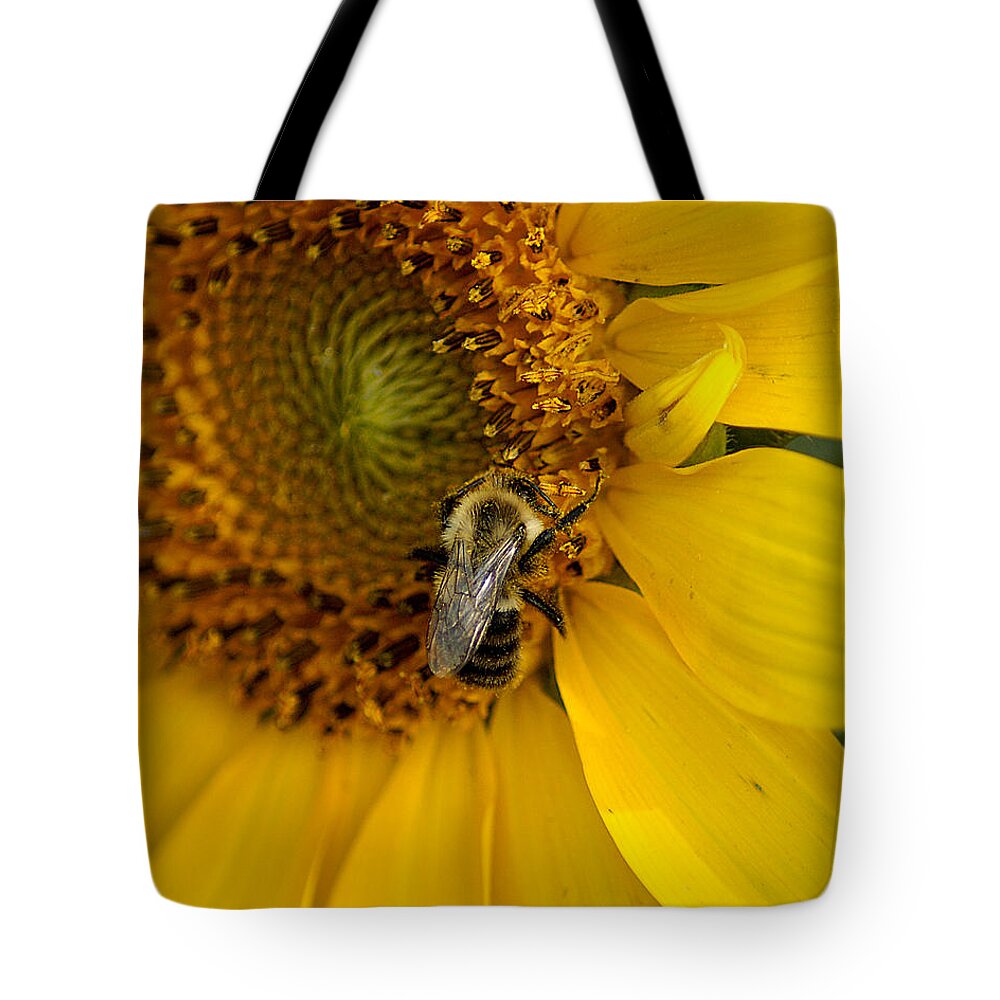 Sunflower Tote Bag featuring the photograph Autumn Sunflower by TnBackroadsPhotos