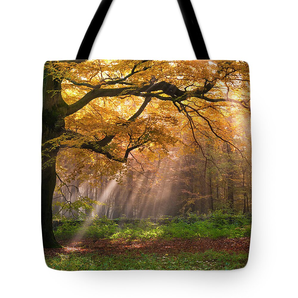 Tranquility Tote Bag featuring the photograph Autumn Woods, Peak District by John Finney Photography