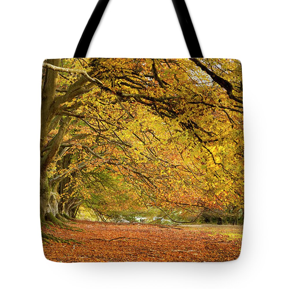 Tranquility Tote Bag featuring the photograph Avenue Of Beech Trees by Travelpix Ltd