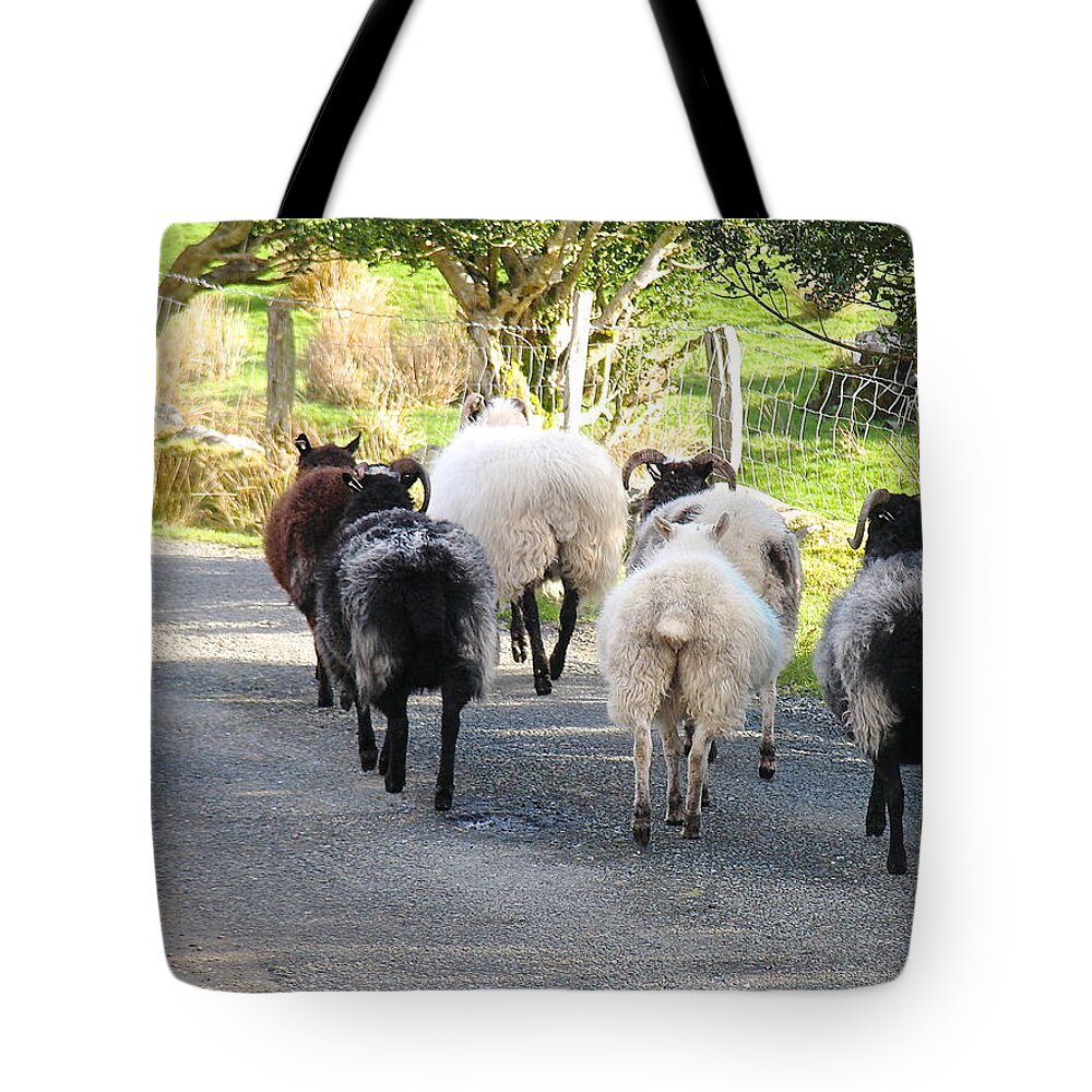 Irish Sheep Tote Bag featuring the photograph Ba Ba Blacksheep by Suzanne Oesterling