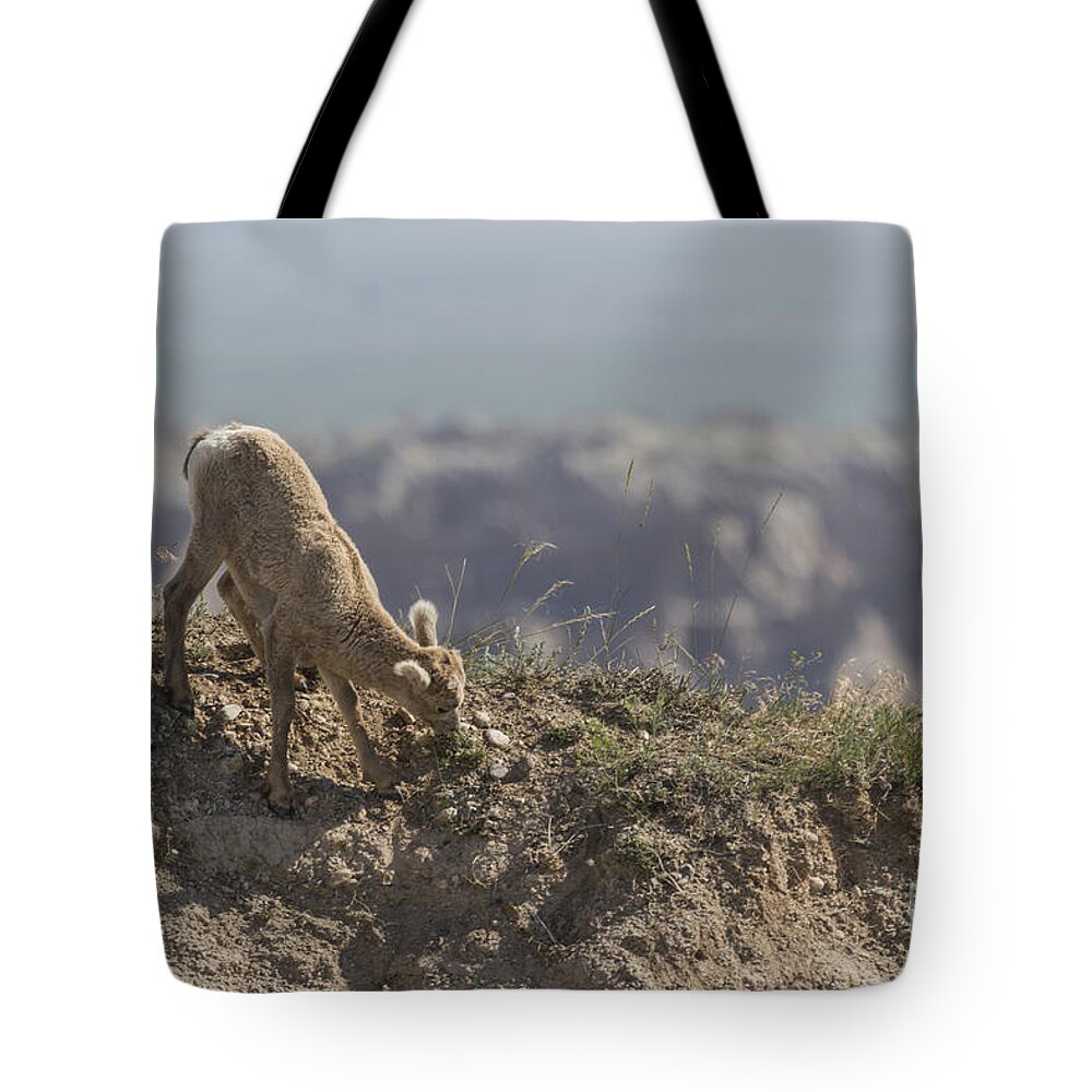 Bighorn Tote Bag featuring the photograph Baby Bighorn In The Badlands by Steve Triplett
