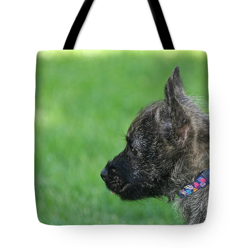 Dog Tote Bag featuring the photograph Baby Cairn by Susan Herber