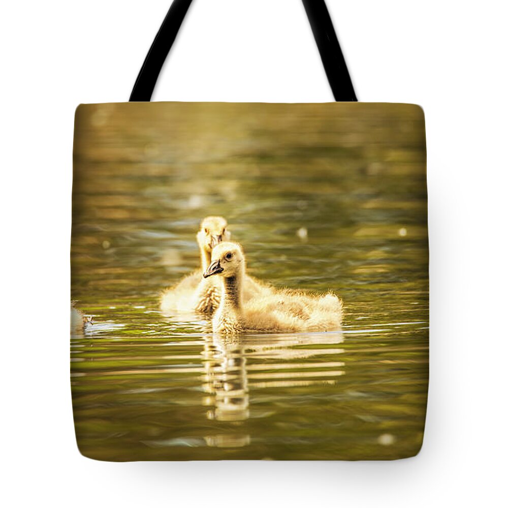 Goose Tote Bag featuring the photograph Baby Geese On The Water by Bill and Linda Tiepelman