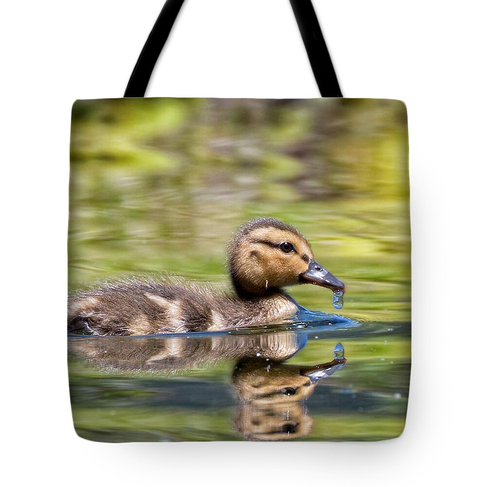 Nature Tote Bag featuring the photograph Baby Mallard by Kathleen Bishop