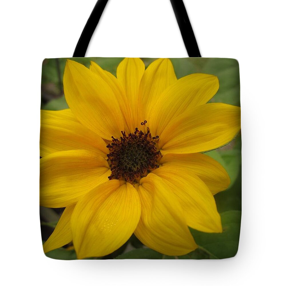 Sunflower Tote Bag featuring the photograph Baby Sunflower by Spencer Hughes