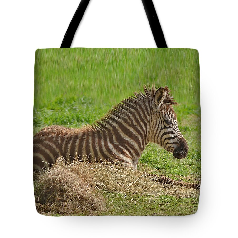 Zebra Tote Bag featuring the photograph Baby Zebra Resting by Kathy Baccari