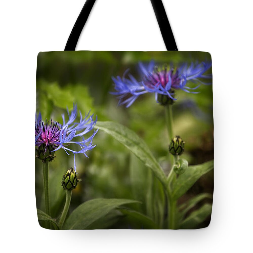 Bachelor's Button Tote Bag featuring the photograph Bachelor Buttons - Flowers by Belinda Greb