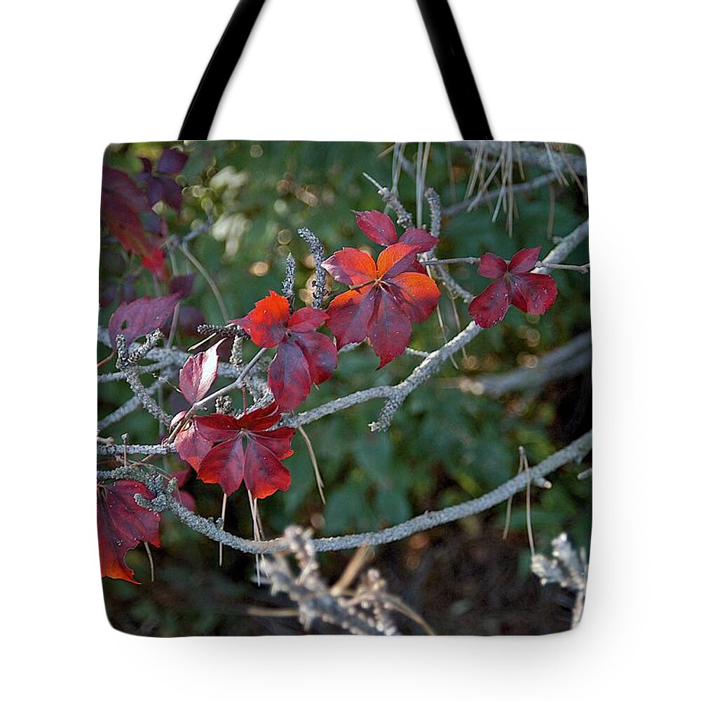 Gal Tote Bag featuring the photograph Backlit by Joseph Yarbrough