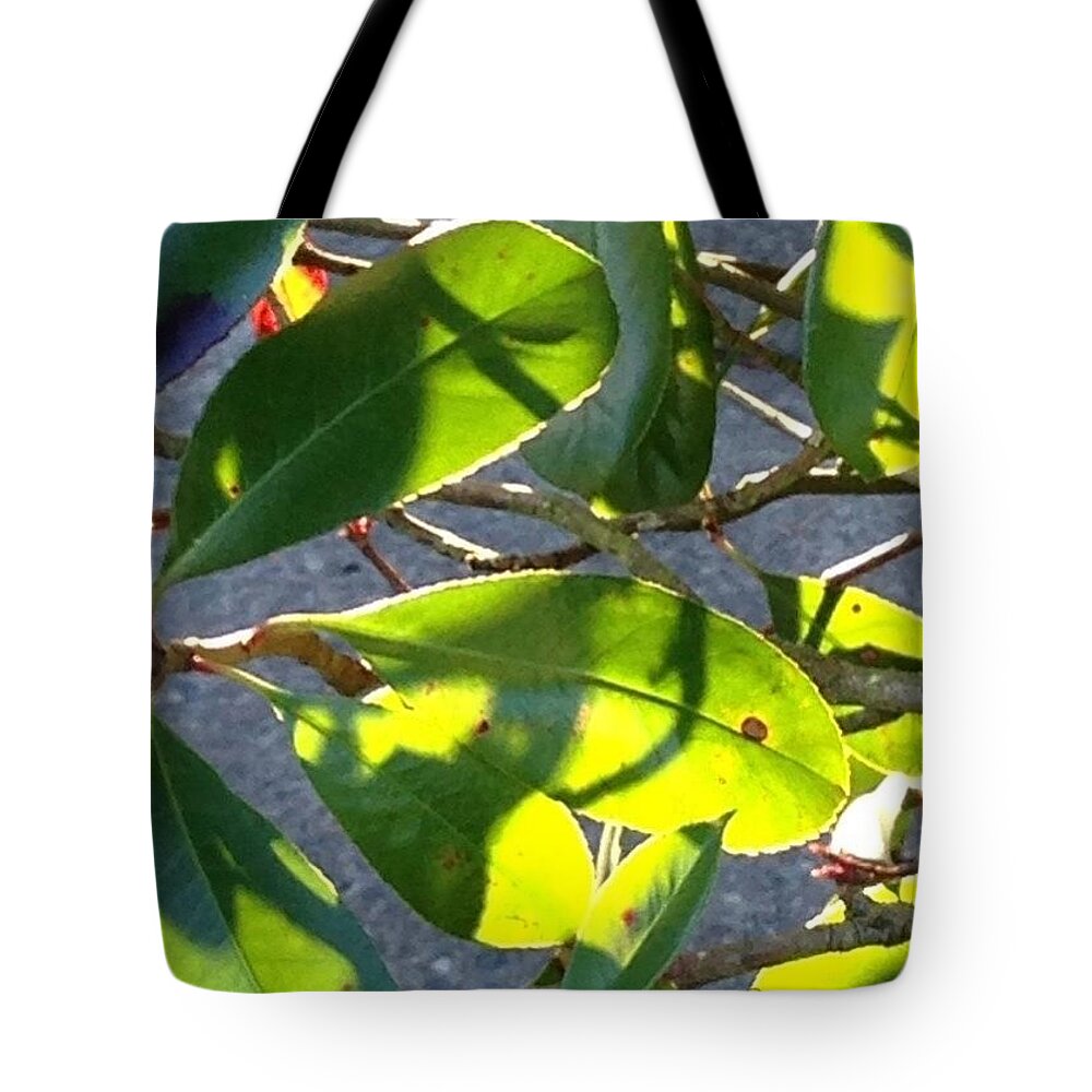 Global_nature Tote Bag featuring the photograph Backlit Leaves, Afternoon Light, Late by Anna Porter