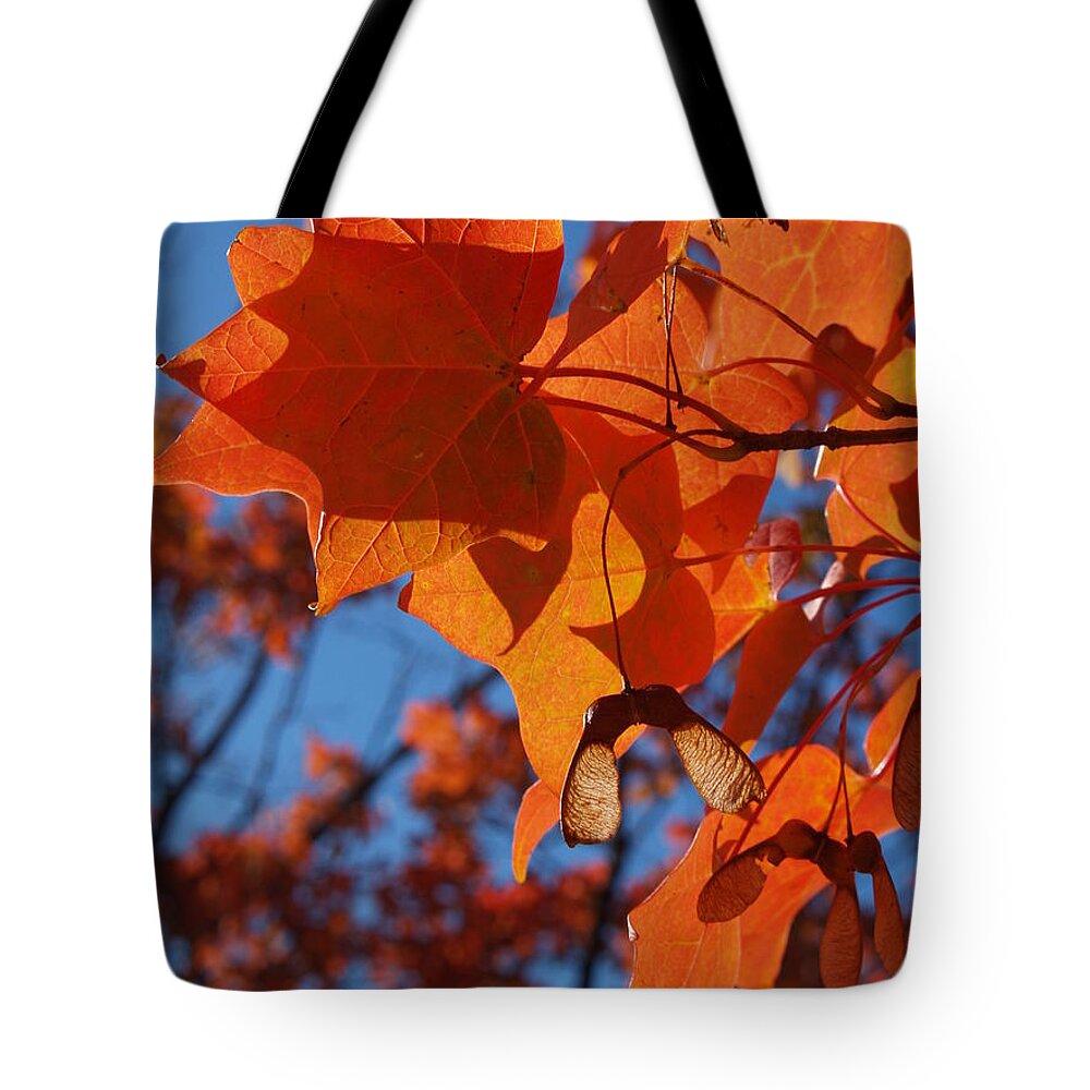 Maple Leaves Tote Bag featuring the photograph Backlit Orange Sugar Maple Leaves by Anna Lisa Yoder